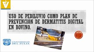 Uso de Pediluvio como plan de prevención de dermatitis digital en bovino [upl. by Largent]