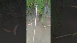 Hooked fish at rice field fishingvideo fishing fish ricefield reels shorts [upl. by Ailem]