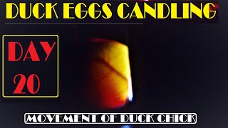 DUCK EGG CANDLING DAY 20 HOW TO CANDLE DUCK EGGS DAY 20  MOVEMENT OF DUCK CHICKS MIAN INVENTIONS [upl. by Ahsekyt]