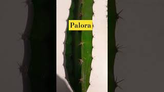 Hylocereus megalanthus Palora Pitahaya Ecuador Agronomía [upl. by Phillipe]