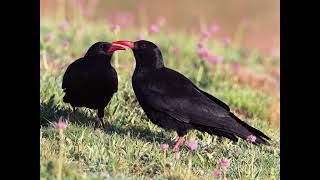 Red Billed Chough [upl. by Rubenstein847]