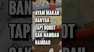 Ayam Makan Banyak Tapi BOBOT GAK NAMBAHNAMBAH [upl. by Earley]