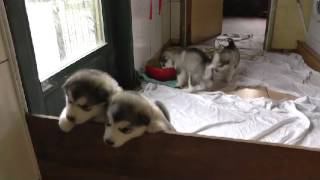 VAL DES HURLUS  Malamute dAlaska  17 août [upl. by Radie]