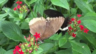 Butterflies Butterfly House Botanic Garden St Andrews Fife Scotland [upl. by Eicnahc]