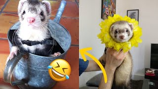 😂 Ferrets of Tiktok Compilation  Funny Ferrets videos  Funny ferret Fails  funny videos 2020 [upl. by Erinn]