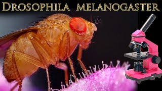 Drosophila melanogaster under the microscope [upl. by Akimrej]