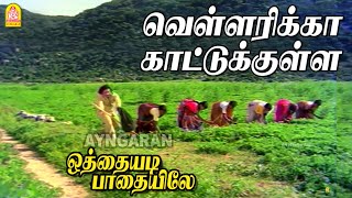 Vellarikka  HD Video Song  வெள்ளரிக்கா காட்டுக்குள்ள  Othayadi Paathayilae  Shankar Ganesh [upl. by Timmy]