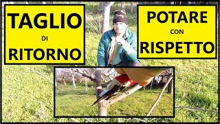 TUTORIAL POTATURA cosè il TAGLIO DI RITORNO e come si fa  Tutorial Giardinaggio [upl. by Ninetta]