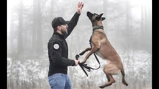 THE BELGIAN MALINOIS  HOW TO TRAIN YOUR PUPPY [upl. by Ayifas]