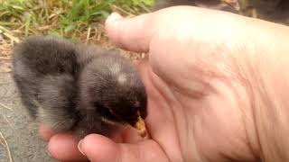 Sexlinked olive eggers using Birchen Marans and Cream Legbars [upl. by Aamsa]