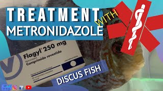 METRONIDAZOLE TREATMENT FOR DISCUS FISH  FLAGYL  Part 1 of the treatment [upl. by Attolrahc187]