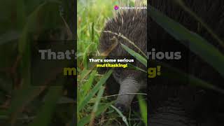 shorts facts Echidnas Wildlife Nature AnimalFacts UniqueCreatures [upl. by Hiltan382]