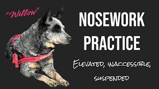 Canine nosework practice with Willow [upl. by Ael769]