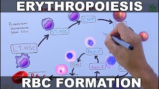 Erythropoiesis  RBCs Formation Process [upl. by Eikcuhc297]