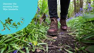 Explore Bluebells Galore this Spring in the Forest of Dean and Wye Valley [upl. by Delaney]