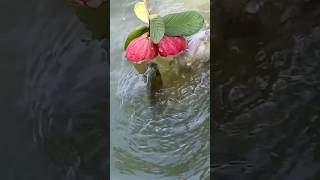 Fish apple eat karte hue trending shorts video [upl. by Llenreb]