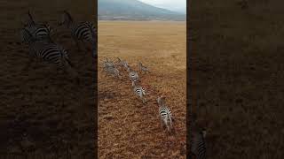 Zebra Stripes More Than Just a Fashion Statement🦓 wildlifefacts zebra animalfacts Madagascar [upl. by Wulfe308]