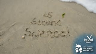 15 Second Science — Whales Dont Chew [upl. by Ahl]