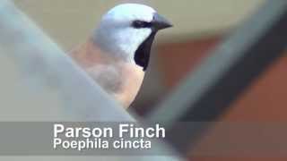 Parson Finch  Poephila cincta [upl. by Canice912]