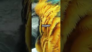 Mind Blowing Facts Macaw Parrots shorts animals funfacts informative [upl. by Nanine280]