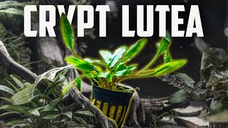 How to Care for Cryptocoryne Lutea  Easy Low Light Crypt for Beginners [upl. by Putnam]