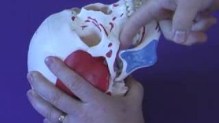 TMJ Muscle Palpation [upl. by Boiney]