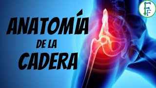 ANATOMIA DE LA CADERA  Sistema oseo y ligamentosos Articulación Coxofemoral [upl. by Acimat]