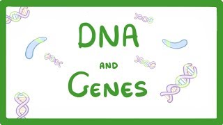 GCSE Biology  DNA Part 1  Genes and the Genome 63 [upl. by Eibot]