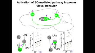 Corticotectopulvinar Circuits for TopDown Visual Modulation [upl. by Jamnes784]