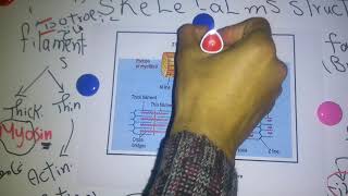 Skeletal muscle new system Structure dr mohamed fayez [upl. by Fabian960]