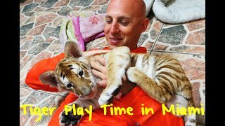 Meet The Baby Bengal Tiger at Miamis Zoological Wildlife Foundation [upl. by Putnam860]