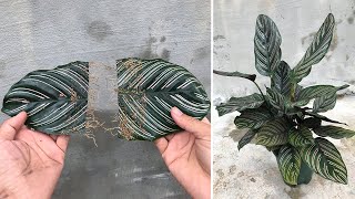 Tips for propagating Calathea ornata plants from leaves that take root very quickly [upl. by Thain]