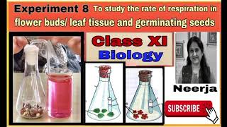 study respiration rate in flower budsLeaf tissuegerminating seedsExperiment 8MinorClass11Bio [upl. by Blase]