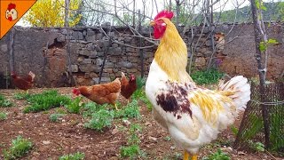 Rooster Crows Non Stop  Rooster Sound Effect  Rooster Crowing in the Morning  Chicken Videos [upl. by Mell]