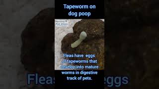 Tapeworm on dog poop pets get tapeworms by eating fleas [upl. by Forsyth]