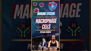 What are Macrophage Cells [upl. by Denten]