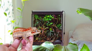 Bioactive Gecko Vivarium STEP BY STEP ecosystem [upl. by Inobe168]