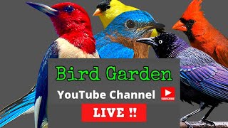 NEW Tennessee Bird Feeding 247 LIVE Cam ACTION  75 Species Identified  Bird Garden Channel [upl. by Farhsa]