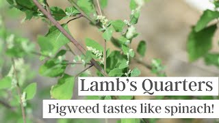 Lamb’s Quarters aka Pigweed A Common Garden “Weed” That Tastes Like Spinach [upl. by Asiela664]