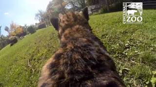 Cheetah Runs Full Speed with GoPro  Cincinnati Zoo [upl. by Hutson]