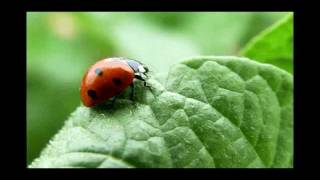 La Ecología y el Medio Ambiente [upl. by Augustin]