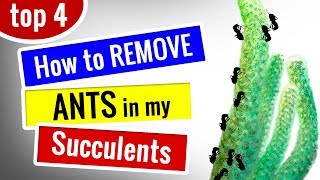 How to remove ants from plants  4 Signs you have ANT infestation amp FIX  Succulents for beginners [upl. by Ardnasal]