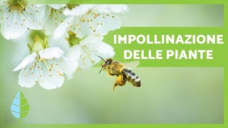 Cosè lIMPOLLINAZIONE 🌸🐝 Definizione e Tipi [upl. by Edholm347]