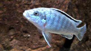 Melanochromis joanjohnsonae  probleme [upl. by Earazed]