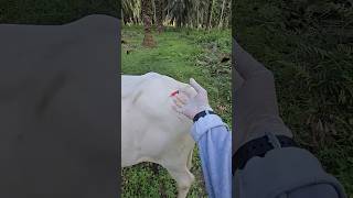 Injection lagane ka proper tarika 💉 veterinary cow veterinary shorts short [upl. by Harewood657]