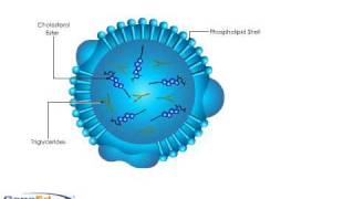 Lipoprotein Structure [upl. by Raymund]