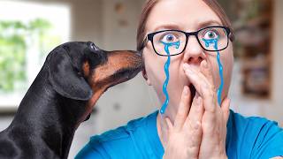 Hes Cheating On You Cute amp funny dachshund dog video [upl. by Christianson557]