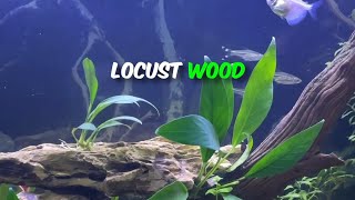 Your GUIDE to putting Driftwood in your Aquarium [upl. by Eugen136]