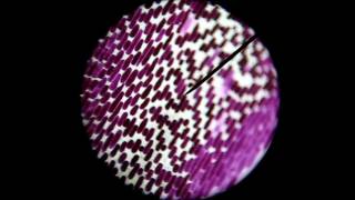 Plasmolysis and osmosis in red onion cells Plasmolyse en osmose in rode uiencelwmv [upl. by Block]