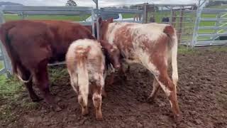 Pennell Station Mated Cows amp Calves [upl. by Crispa]